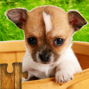 Dogs Jigsaw Puzzle Game Kids Icon